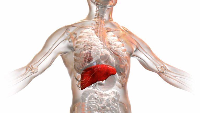 liver detox sound session 1 human anatomy with highlighted liver